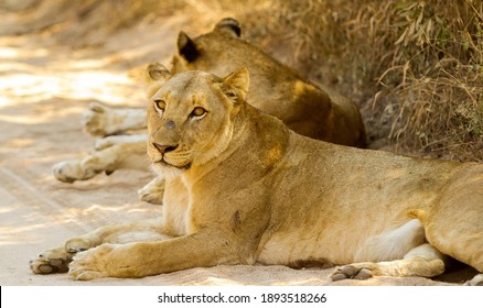 A Pride Of African Lions Lying On A Dirt Road In A South African Game Reserve