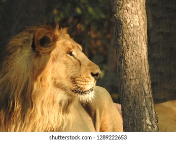 Jungle King Queen Images Stock Photos Vectors Shutterstock