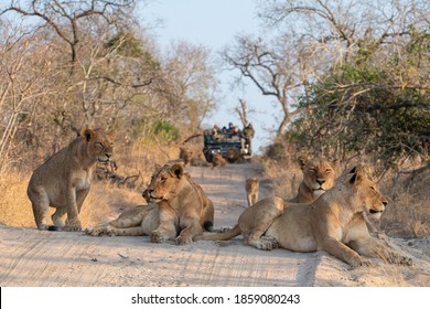 A Pride of lions blocking the road, while being followed by tourists in a vehicle, while on a safari in South Africa