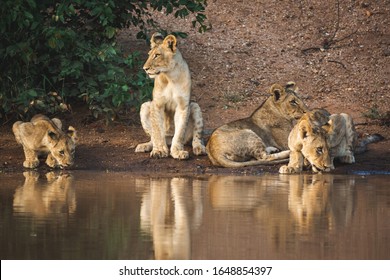 drinking lion water pride shutterstock these