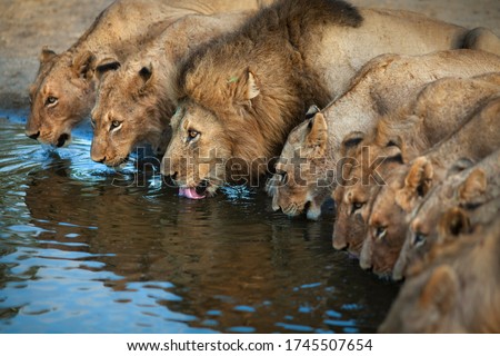 Pride of Lions drinking water. Friendship and togetherness.
