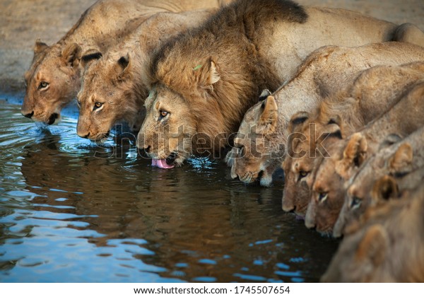 Pride of Lions drinking water. Friendship\
and togetherness.