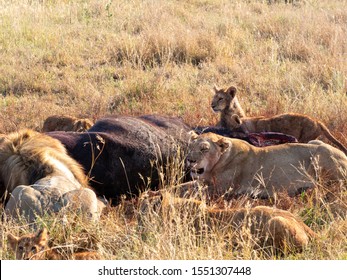 Pride Lions Eating Hunted Buffalo Serengeti Stock Photo 1551307448 ...