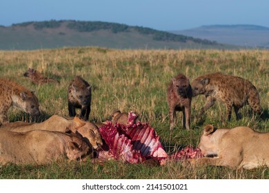 Pride Of Lions Eating Prey While Hyena Clan Are Watching And Waiting 