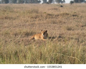 A Pride of Lions Hunting for Prey. in Serengeti National Park, Tanzania. - Shutterstock ID 1553851241