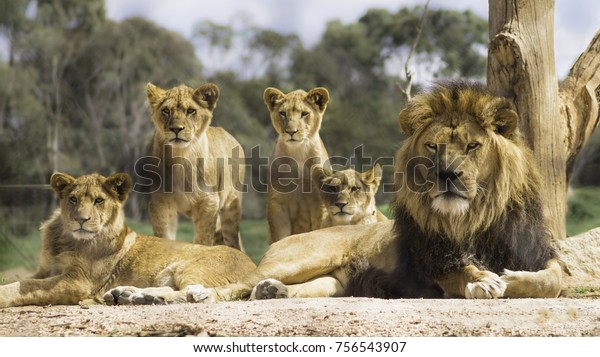 Pride of\
lions lounging in the sun and looking\
alert.
