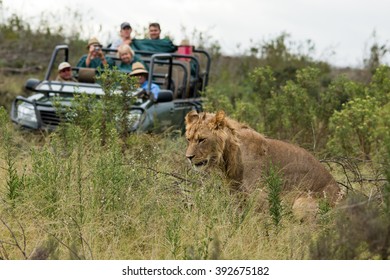 Pride Of Lions Nature Reserve Gondwana South Africa