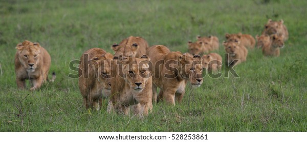 Pride of Lions in\
Ngorongoro Crater