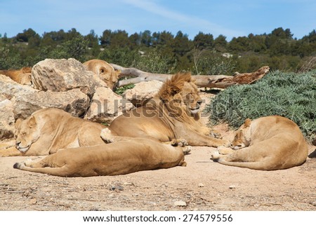 Pride of Lions (Panthera leo)