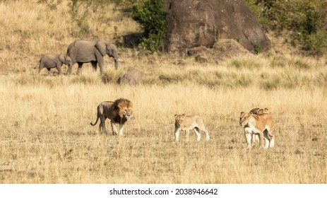 Pride of lions, panthera leo,, a male and three females, in the grasslands of the Masai Mara, Kenya. An elephant mother and calf can be seen walking past behind.
