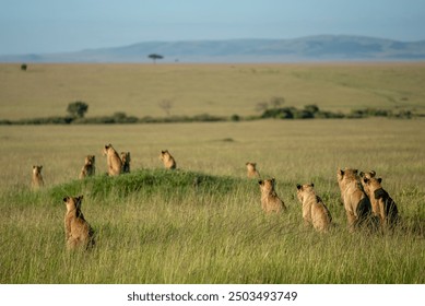 A pride of lions rests in the tall grass of the African savannah, attentively scanning their surroundings, with rolling hills in the background, epitomizing the raw beauty and power of African wildlif - Powered by Shutterstock