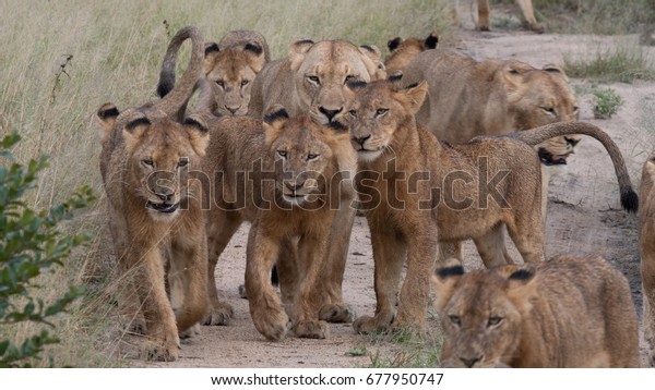 A pride of lions at Sabi\
Sands Game Reserve, part of the Kruger National Park in South\
Africa.