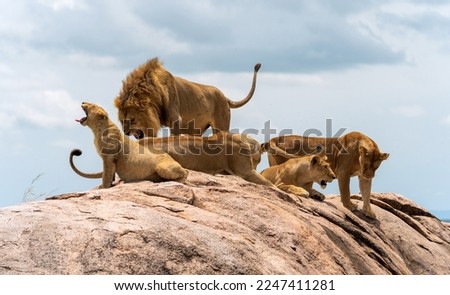Pride of lions sitting on rock roaring