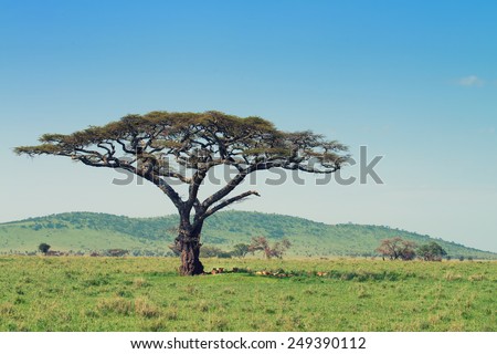 A pride of lions is sleeping beneath the acacia tree