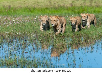 Pride of lions sneaks through the water