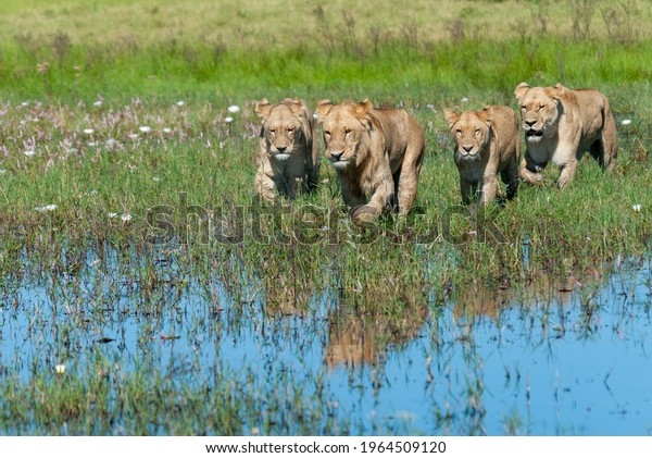 Pride of lions sneaks\
through the water