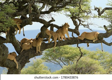 Pride of lions in a tree in the Serengeti National Park, Tan