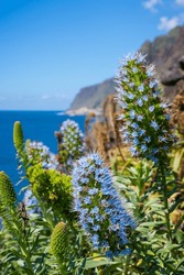 Pride Of Madeira Flowers On The Wild Coast Of The Island Of Madeira, Portugal