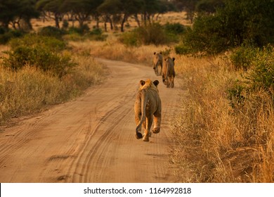 Pride Of Three Lions Running On African Dirt Road