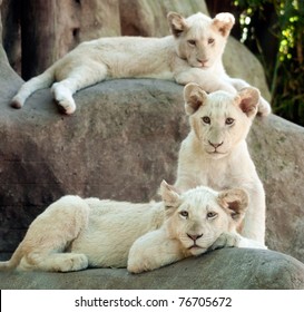A Pride Of White Lion Cubs