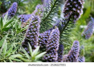 Pride-of-Madeira pretty purple plant flower blossoming blooms bushy full with bees on the side of the street sidewalk pavement summer spring leafy leaves and floral blossoms lilac violet lavender - Powered by Shutterstock