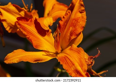 A Primal Scream Orange Day Lily In The Morning Sun