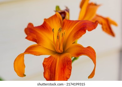 Primal Scream Orange Day Lily In The Morning Light