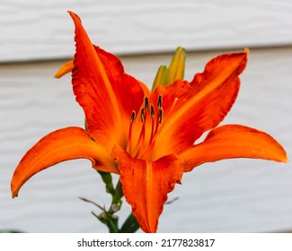 Primal Scream Orange Day Lily In The Lily Garden