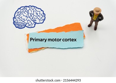 Primary motor cortex.The word is written on a slip of colored paper. Psychological terms, psychologic words, Spiritual terminology. psychiatric research. Mental Health Buzzwords.