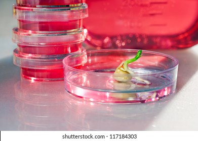 Primary Plant Cell Culture