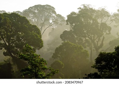 The Primary Rainforest Of Borneo