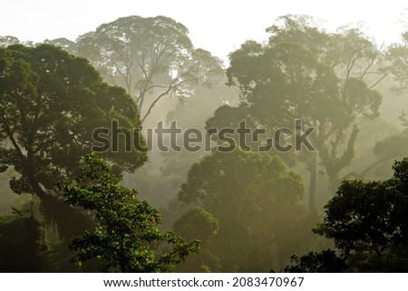 The primary rainforest of Borneo