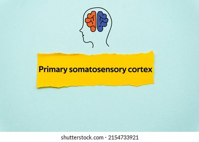 Primary somatosensory cortex.The word is written on a slip of colored paper. Psychological terms, psychologic words, Spiritual terminology. psychiatric research. Mental Health Buzzwords.