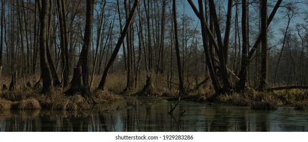 PRIMARY SWAMP FOREST. NATURE RESERVE. BARYCZ VALLEY, POLAND.