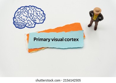 Primary visual cortex.The word is written on a slip of colored paper. Psychological terms, psychologic words, Spiritual terminology. psychiatric research. Mental Health Buzzwords.