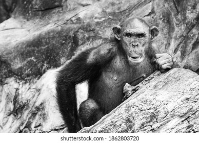 Primate Sitting Behind A Rock