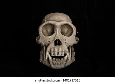 Primate Skull On Complete Black Background Front View