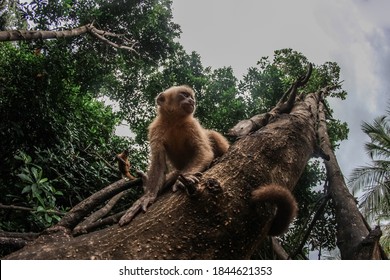 Primates In Natural Habitat - Monkeys Hanging From Riparian Tree