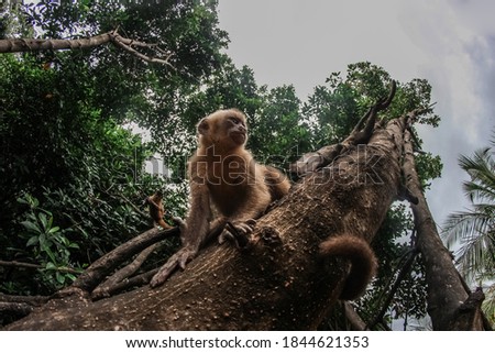 Primates in natural habitat - Monkeys hanging from riparian tree