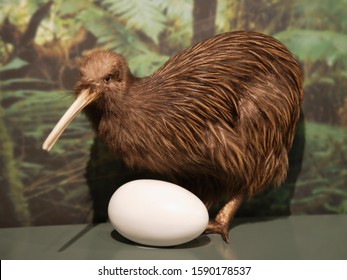 Kiwi Bird Billeder Stock Fotos Og Vektorer Shutterstock