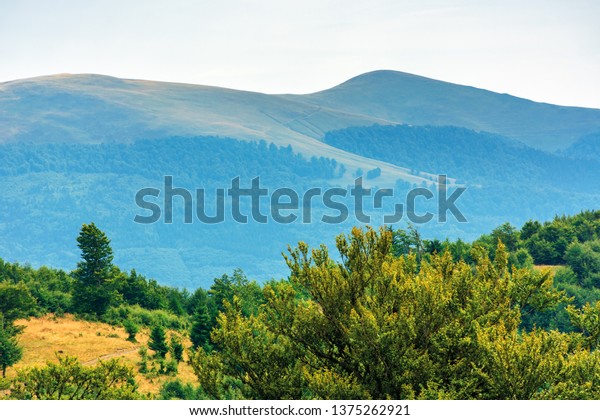 primeval beech forests of carpathian mountains.\
beautiful late summer landscape in afternoon. svydovets ridge in\
the distance. 