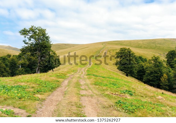 primeval beech forests of carpathian\
mountains. beautiful late summer landscape in afternoon. country\
road uphill. weathered grass on slopes and\
meadows