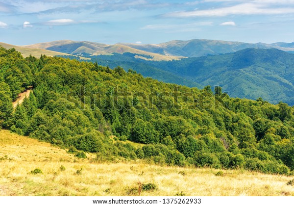 primeval beech forests of\
carpathian mountains. beautiful late summer landscape in afternoon.\
svydovets ridge in the distance. weathered grass on hills and\
meadows