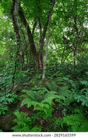 primeval forest in the spring sunlight