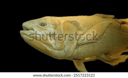 The primitive-looking coelacanth was thought to have gone extinct with the dinosaurs 65 million years ago. But live specimens have been re-discovered since 1938 .It grows up to 1.5 metres long .