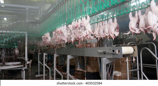 PRIMORSKO-AHTARSK, RUSSIA - MAY 24, 2012: Close up of poultry processing in food industry