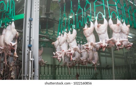 PRIMORSKO-AKHTARSK, RUSSIA - MAY 24, 2012: Close up of poultry processing in food industry