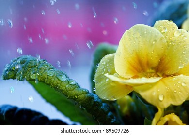 primrose flower in the rain