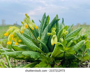 Primrose flowers blooming in spring. Primula veris (cowslip, common cowslip, cowslip primrose) is a herbaceous perennial flowering plant in the primrose family Primulaceae. - Shutterstock ID 2157212973