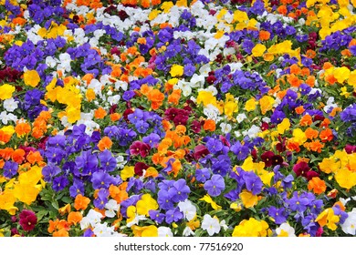 Primrose flowers in a garden